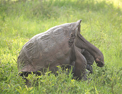 Tortuga gigante de Galápagos.
