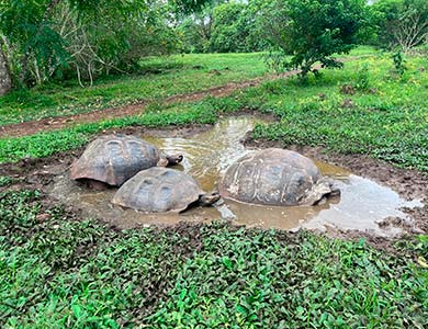 Tortugas gigantes de Galápagos en una poza.