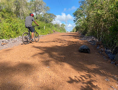 Cyclist next to a Galapagos tortoise.